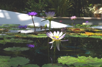 ���Îs�݂��̐X���� �X�C����