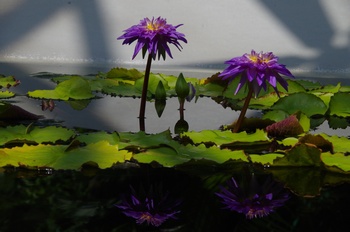 ���Îs�݂��̐X���� �X�C����