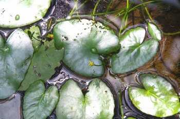 ���Îs�݂��̐X���� �A�T�U