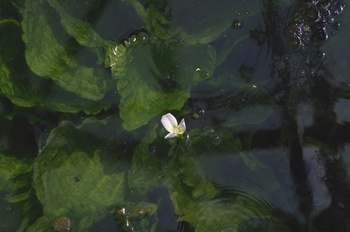 ���Îs�݂��̐X���� �~�Y�I�I�o�R