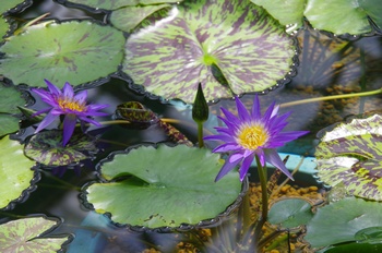 ���Îs�݂��̐X���� �X�C����