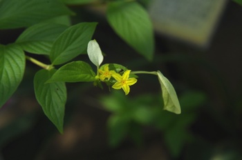 ���Îs�݂��̐X���� �R�������J