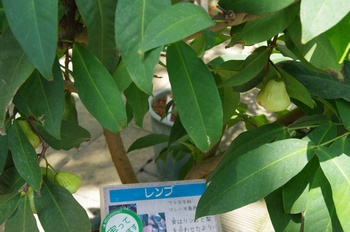 ���Îs�݂��̐X���� �����u