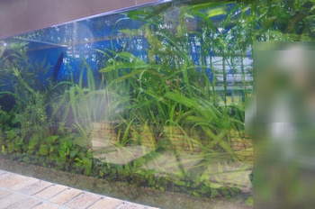 ���Îs�݂��̐X ��������