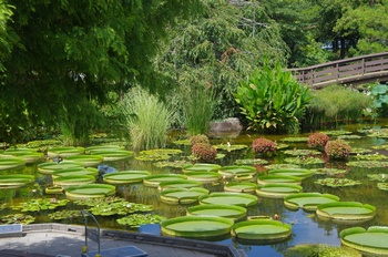 ���Îs�݂��̐X �p�^�S�j�A�I�j�o�X