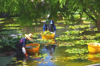 ���Îs�݂��̐X �ԉe�̒r