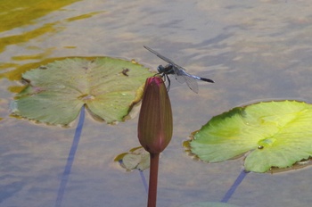 ���Îs�݂��̐X �V�I�J���g���{