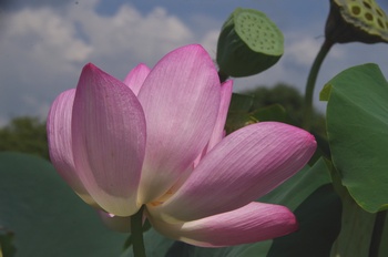 ���Îs�݂��̐X �n�X