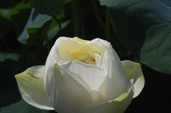 ���Îs�݂��̐X �n�X