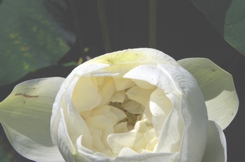 ���Îs�݂��̐X �n�X