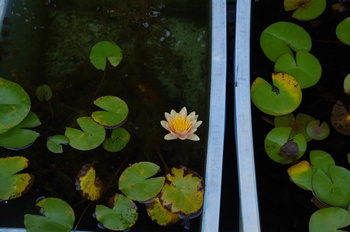 ���Îs�݂��̐X �X�C����