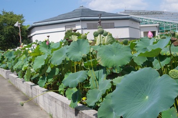 ���Îs�݂��̐X ���މ�