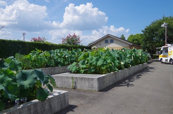 ���Îs�݂��̐X ���މ�