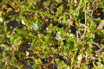 ���Îs�݂��̐X ���މ���