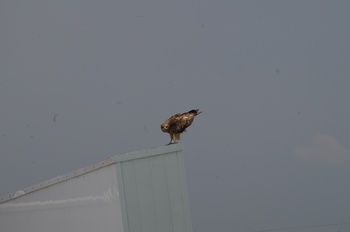 ���Îs���������h �g���r