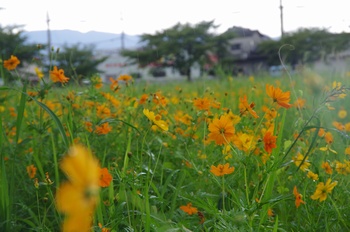 ������ ���ԏH��