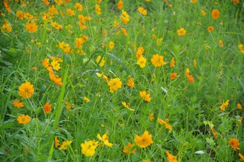 ������ ���ԏH��