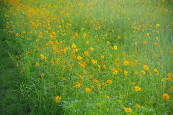 ������ ���ԏH��