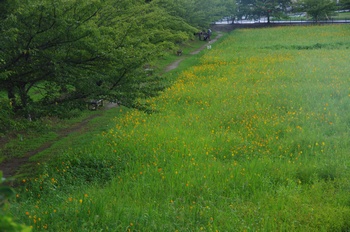 ������ �L�o�i�R�X���X