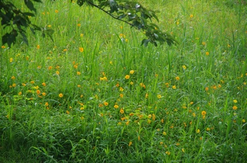 ������ �L�o�i�R�X���X