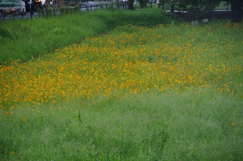 ������ �L�o�i�R�X���X