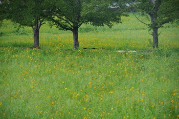 ������ �L�o�i�R�X���X