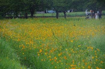 ������ �L�o�i�R�X���X