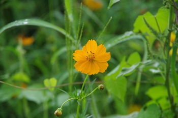 ������ �L�o�i�R�X���X