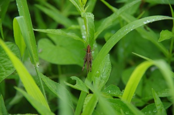 ������ �C�i�S