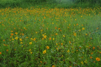 ������ ���ԏH��