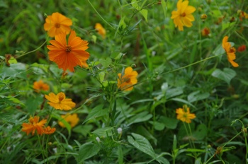 ������ ���ԏH��