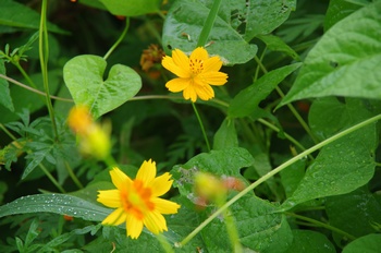 ������ ���ԏH��