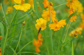 ������ �C�`�����W�Z�Z��