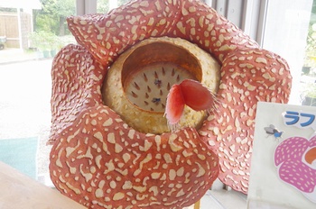 �F���A���� ���t���V�A�͌^