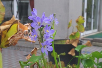 �F���A���� �z�e�C�A�I�C