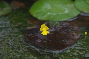 �F���A���� �^�k�L��