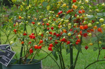 �F���A���� ���h�q