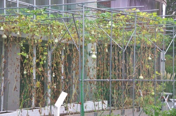 �F���A���� �Ђ傤����