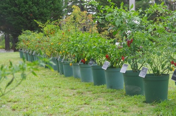 �F���A���� ���h�q