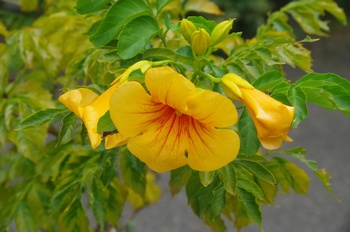 �F���A���� �m�E�[���J�Y��