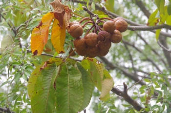 �F���A���� �g�`�m�L