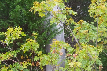 �F���A���� �i�i�J�}�h