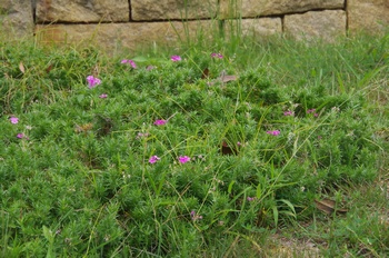 �F���A���� �V�o�U�N��