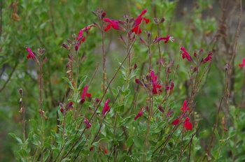 �F���A���� �`�F���[�Z�[�W