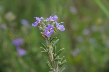 �F���A���� ���[�Y�}���[