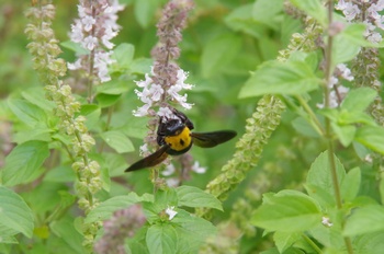 �F���A���� �N�}�o�`