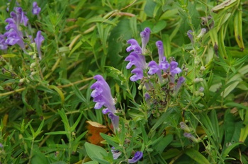 �F���A���� �R�K�l�o�i