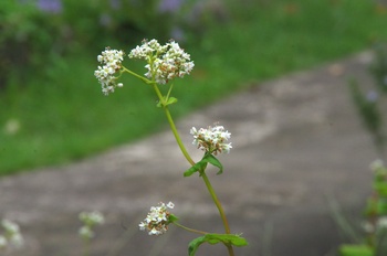 �F���A���� �\�o