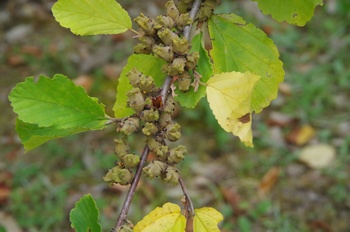 �F���A���� �}���T�N