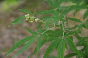 �F���A���� �Z�C���E�j���W���{